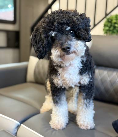 Rehoming mini f1b Aussiedoodle for a fee63961118122626120