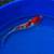 Koi fish 7 thumbnail