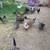 Bantam kikirikes 5 thumbnail