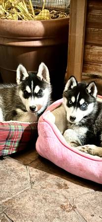 Siberian Husky (Fairfield)64685304058242123