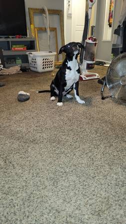 Puppies need new home63671554898947123