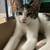 3 Month Old Female Polydactyl Kitten for re-home. A “Hemingway Cat” 2 thumbnail