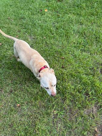 Macho Pitbull Mayor Dulce (Patches) (Clayton)63980446398850121