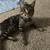 1 year old cat looking for a good home 3 thumbnail