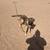 German Shepard/Belgian Malonios pup 1 thumbnail
