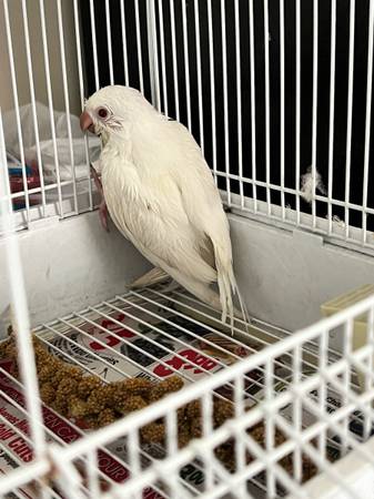 Quaker parrots Birds (New Hyde Park)63871121682049121