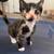 Polydactyly kittens 2 thumbnail