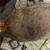 Meat rabbit doe 2 thumbnail