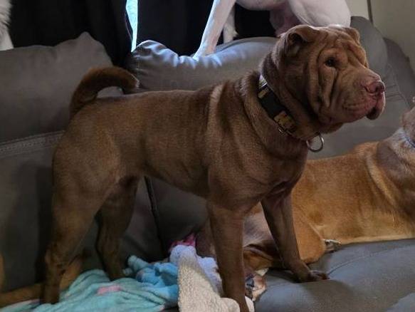 4 year old Shar-Pei