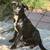 Rehoming Lab mix 1 thumbnail