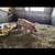 Piglets 2 thumbnail