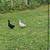 2 ducks and 2 geese coupe 4 thumbnail