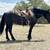 Horse 3 thumbnail