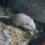Gerbils 11 thumbnail