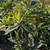 Loquat 8 thumbnail
