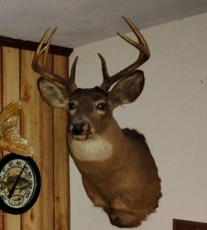Shoulder mount Buck 1