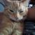 2 male cats 2 thumbnail