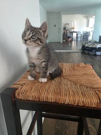 3 months old boy cat ? ? (Las vegas)63907185200259122
