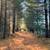 10 Wooded Acres Near Wisconsin Dells 4 thumbnail