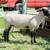 Bred Club Lamb Ewe Sheep 1 thumbnail