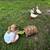 Huge Sulcata (tame- ZERO PYRAMIDING) 1 thumbnail