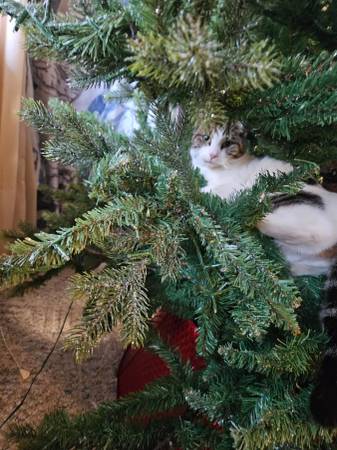 Munchkin cat (Johnson City)63670740148867122