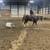 Big Stout Gelding 6 thumbnail