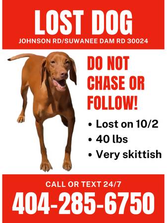 Perro perdido, por favor ayude (Suwanee/Sugar Hill)63987244243459120