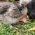 🐓Beautiful Chickens🐔 3 thumbnail