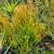 Mature Succulents For Landscaping 18 thumbnail