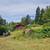 Overgrown acreage, Brush Cutting - Selective clearing 3 thumbnail