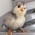 Hatching Eggs – Icelandic & Easter Egger 3 thumbnail