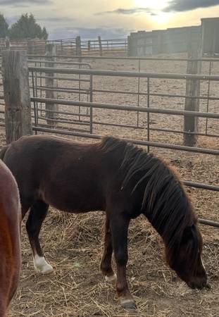 Free Pony 1