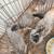 PULLETS 6 thumbnail