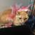 Orange kitty 5 thumbnail
