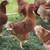 Laying hens available 1 thumbnail