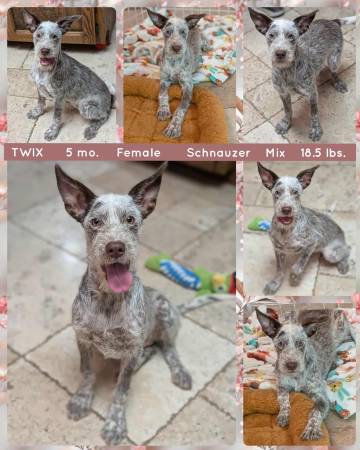 ¡¡Perros de Rescate Increíbles!! (Mesa)63905906017027120