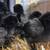 Ayam Cemani chicks 2 thumbnail