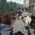 GARBAGE REMOVAL/DEMO/TREE CUTTING /YARD CLEANING (516-688-4452) 9 thumbnail