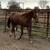2024 AQHA Registered Stallion 4 thumbnail