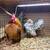 Serama Chickens 1 thumbnail