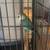 Lovebird for sale 1 thumbnail