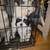 Shih-Tzu Puppies 9 thumbnail