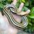 Borneo Short tail pythons 6 thumbnail