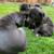 Cane Corso 9 thumbnail