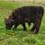 Scottish Highland steer 4 thumbnail
