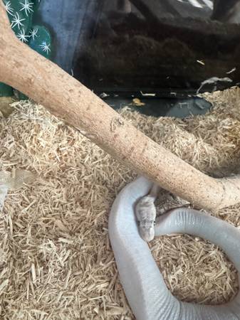 Really pretty ball python and set up63860183420673120