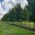 TREES direct from the nursery, field grown shade and evergreen trees 5 thumbnail