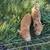 Kune Kune Piglets 11 thumbnail