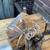 Cute Rustic Small Decorative Wooden Birdhouse ! 2 thumbnail